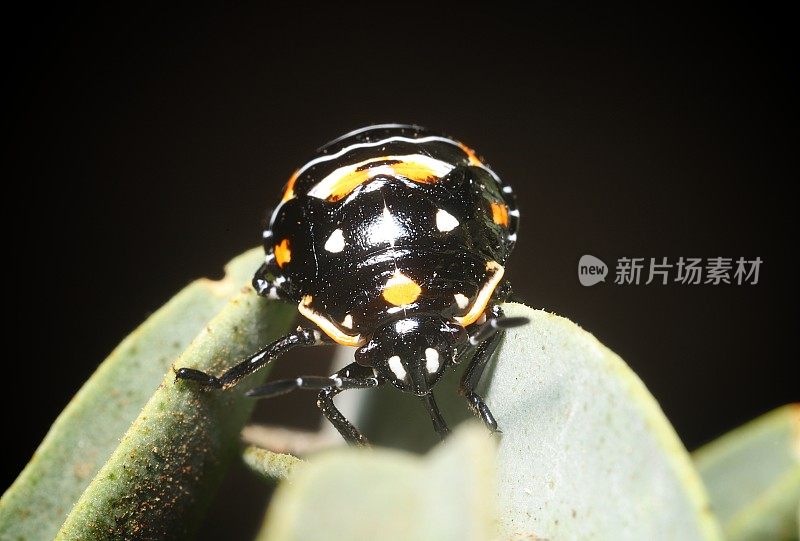 甘蓝虫若虫(Murgantia histrionica)